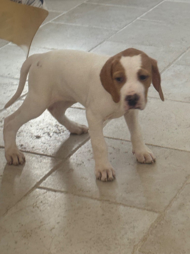 du ruisseau de demoire - Chiots disponibles - Pointer