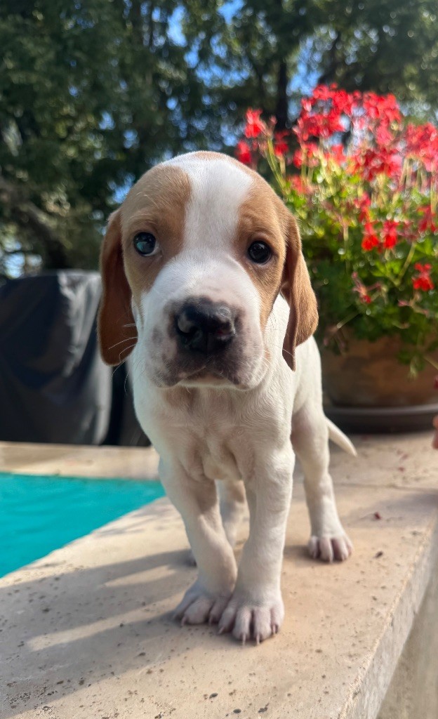 du ruisseau de demoire - Chiots disponibles - Pointer