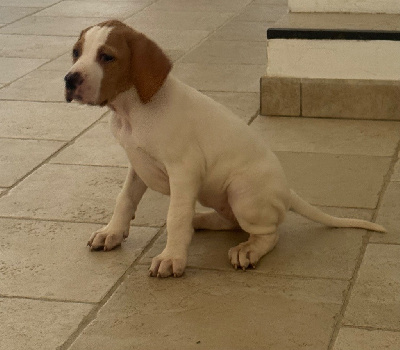 CHIOT 5