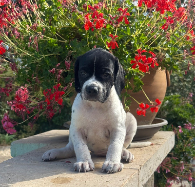 CHIOT 6
