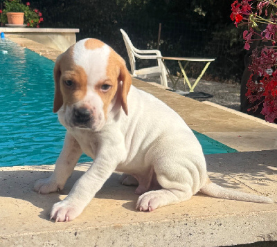 CHIOT 1