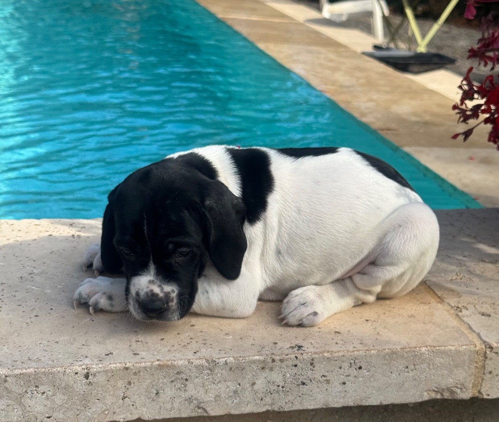 du ruisseau de demoire - Chiots disponibles - Pointer