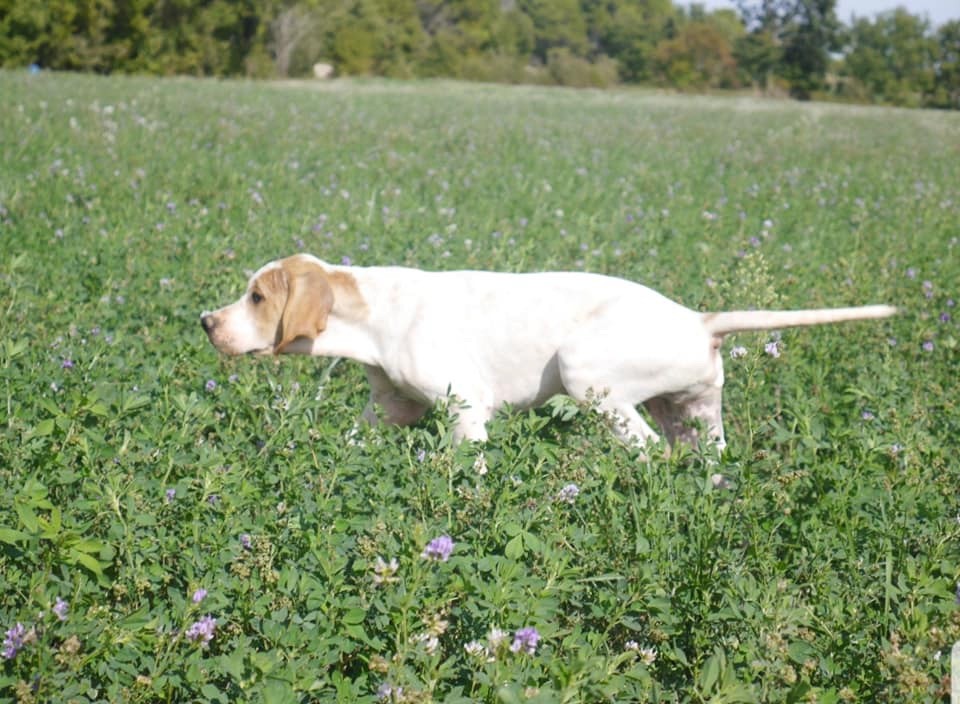 du ruisseau de demoire - Chiots disponibles - Pointer