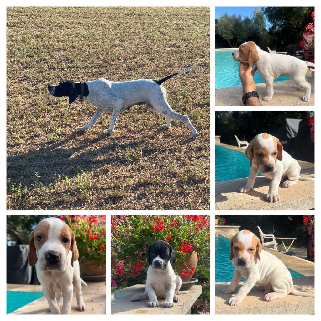 Chiot Pointer du ruisseau de demoire